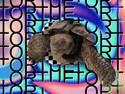 TORTUE // DAY13