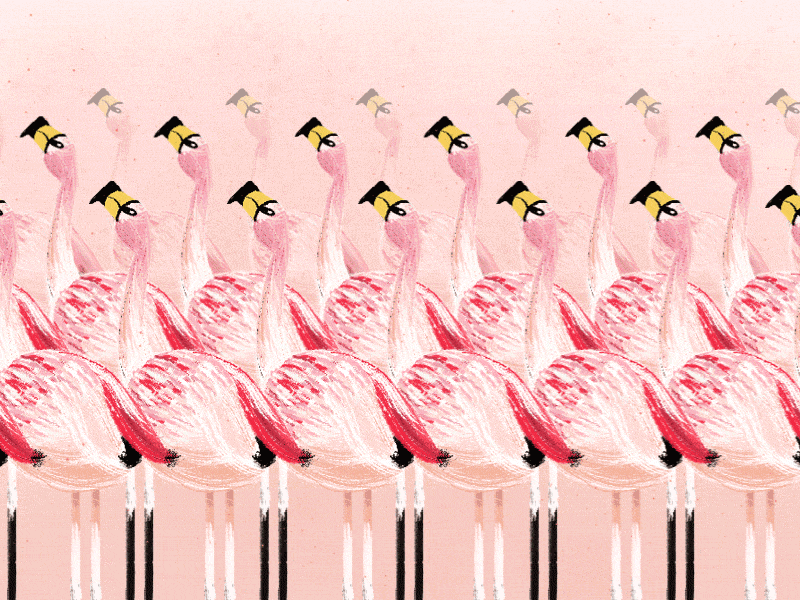 Flamingos after effects animation bbc character flamencos flamingos gif loop nature photoshop texture walk