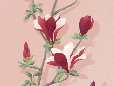 Magnolia