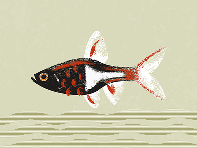 Rasbora Illustration art concept fish gillustrations illustration texture