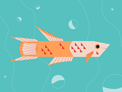 Lyretail Killifish angles fish gillustrations illustration killifish