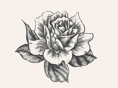 Rose art engraving illustration rose