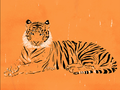Tiger illustration british council cat drawing illustration illustration art illustration design illustrator india monotone orange stripes tiger