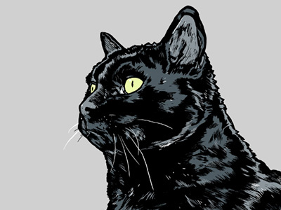 Cat alex despain animal cat colors design illustration