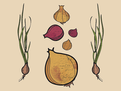 Provisions Onion Preview garden illustration onion organic plant provisions seed vegetable
