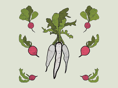 Provisions Radish Preview garden illustration organic plant provisions radish seed vegetable