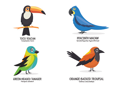 WIP Birds of Brazil Book birds brazil illustration wip work in progress