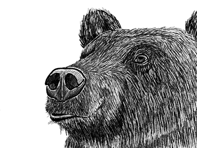 Medvêd animals art bear bears bohemia creatures design digital art drawing flat illustration sketch wildlife