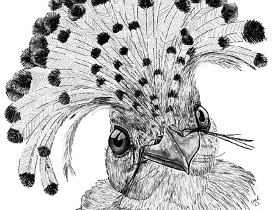Onychorhynchus coronatus animal art bird digital art drawing flat illustration nature sketch wildlife