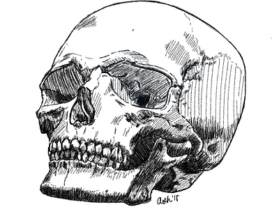 Skull anatomy art biology design digital art drawing flat illustration sketch skull