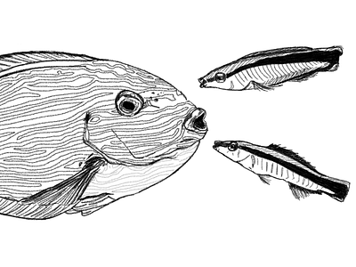 Labroides dimidiatus animals art biology design digital art drawing fish flat illustration ocean sea sketch wildlife wildlife art