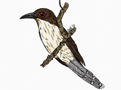 Coccyzus erythropthalmus animals art biology birds cuckoo design digital art drawing flat illustration science sketch taxonomy wildlife wildlife art