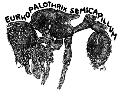 Eurhopalothrix semicapillum