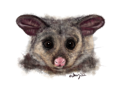 Brushtail Possum 2022