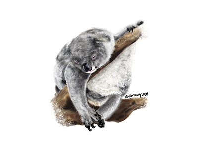 Sleepy Koala 2021 adobe animals artwork australia australian baby cintiq16 cute design draw fresco illustration koala logo native nature realistic wacom