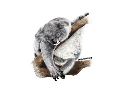 Sleepy Koala 2021