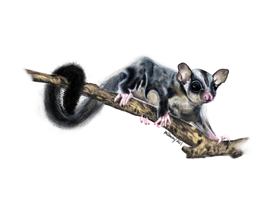 Australian Sugar Glider 2021