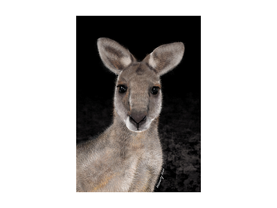 Australian Eastern Grey Kangaroo 2021 adobe animals artwork australia cintiq16 design draw eastern grey fresco illustration kangaroo native nature realistic wacom
