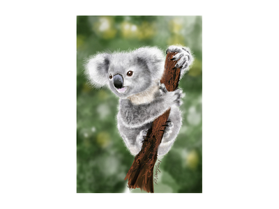 Australian Koala 2021 adobe animals artwork australia australian baby cintiq16 cute design draw fresco illustration injury koala native nature realistic wacom