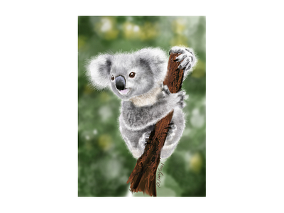 Australian Koala 2021