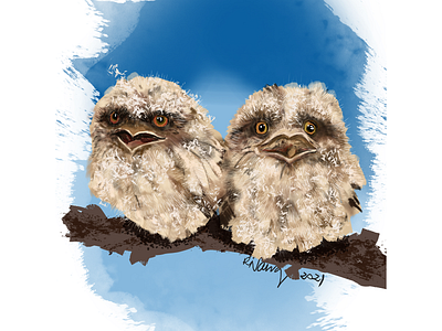 Tawny Frog mouth owlets 2021 adobe animals artwork australia baby cintiq16 design draw fresco illustration native nature owls realistic wacom