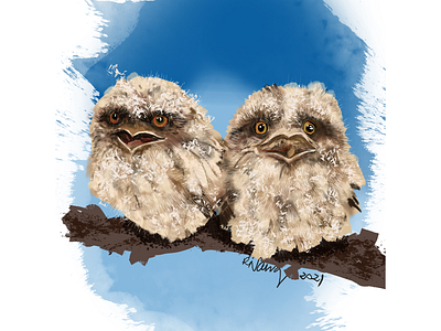 Tawny Frog mouth owlets 2021