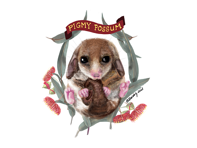 Australian Pygmy Possum 2021 adobe animals artwork australia baby cintiq16 cute draw fresco illustration native nature possum pygymy realistic wacom