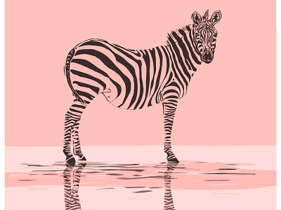 Zebra