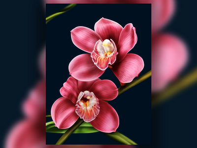 Orchid Illustration