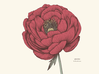 Peony - © by the ink - Cécile Ollichon