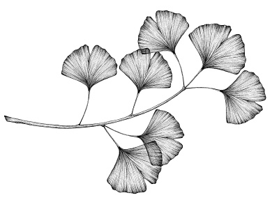 Ginkgo branch - © by the ink - Cécile Ollichon