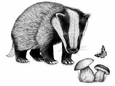 Le blaireau - the badger © by the ink - Cécile Ollichon badger black white forest illustration ink art ink pen inkdrawing mood nature