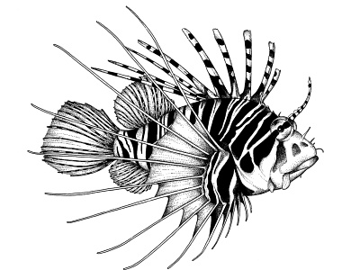 Purple haze © by the ink - Cécile Ollichon dotwork drawing fish illustration inkdrawing inktober 2018 lionfish ocean screen print