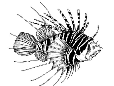 Lionfish Designs Themes Templates And Downloadable Graphic Elements On Dribbble The images above represents how your finished drawing is going to look and the steps. lionfish designs themes templates and
