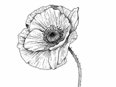 Poppy - © by the ink - Cécile Ollichon black white dotwork drawing flower illustration ink art ink drawing ink pen inkdrawing naturalista nature poppies poppy