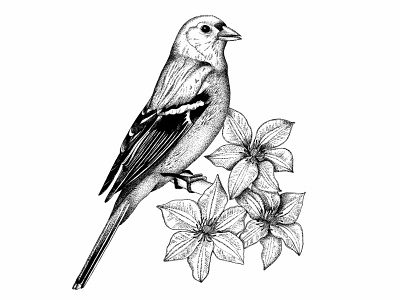 The song of clematis art bird blackandwhite chaffinch decoration dotwork drawing flower illustration ink art ink drawing ink pen inkdrawing naturalista nature