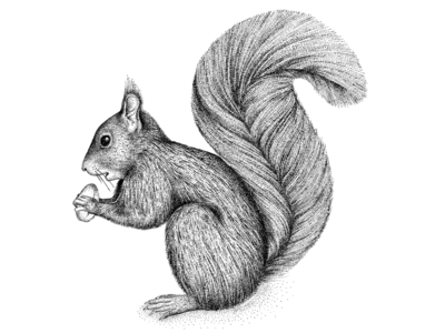 Squirrel - © by the ink - Cécile Ollichon art black white blackandwhite decoration dotwork drawing forest illustration ink art ink drawing ink pen inkdrawing naturalista nature squirrel