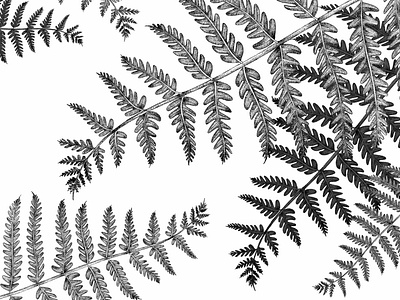 Ferns - © by the ink - Cécile Ollichon