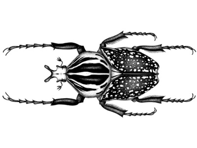 Goliath beetle © BY THE INK art beetle black white blackandwhite curiosity dotwork drawing illustration ink art ink drawing ink pen inkdrawing insect naturalista nature