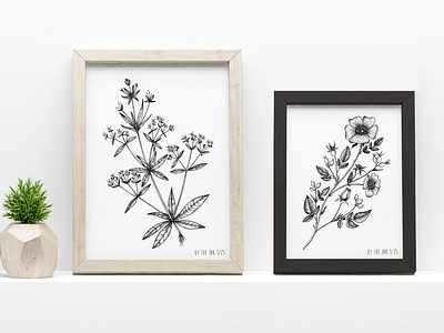 Botanical illustrations © by the ink - Cécile Ollichon