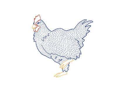 Chicken animal chicken illustration primary colors procreate