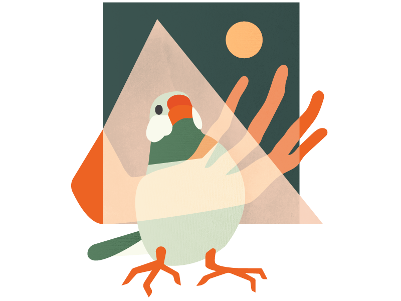 Born is Good nature life illustration hands geometric fine art finch shape block color bird animal