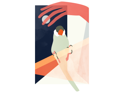 Sure Surfaces Blurred animal avian bird color block confine finch geometric hands illustration