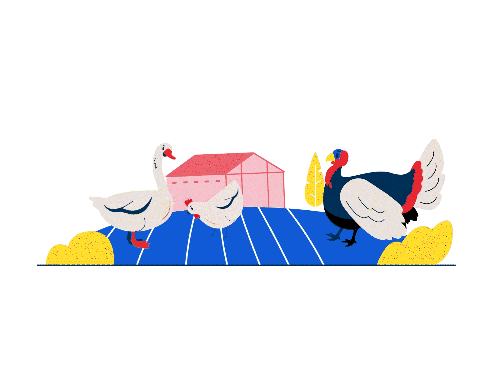 Volaille française after effect animal animation cute dinde farm ferme goose illustration oie poulet poultry turkey volaille