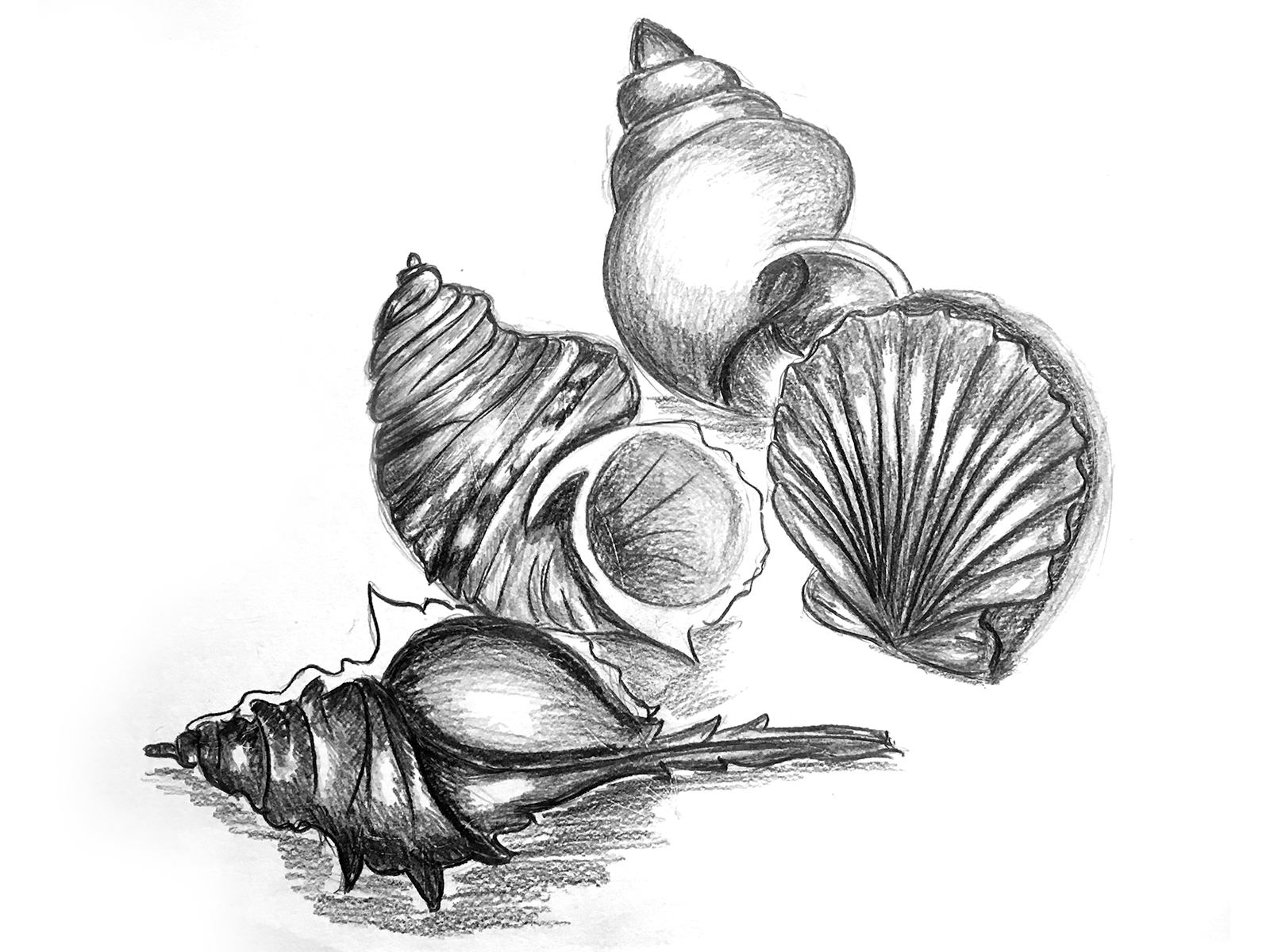 seashell pencil drawings