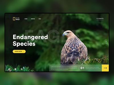 National Geographic adobe xd concept design eagle minimal natgeo
