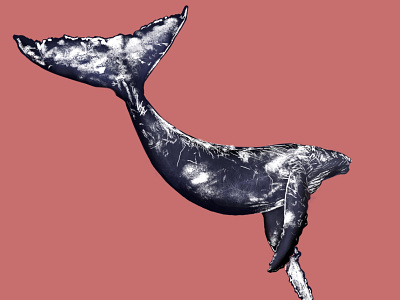 whale - digital illustration