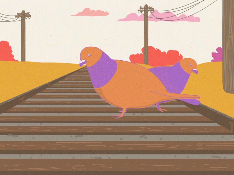 Pigeons animation birds cel animation colorful flash frame by frame illustration landscape music video psychedelic