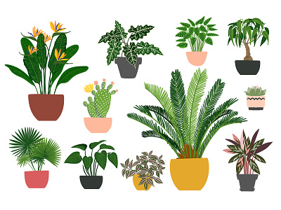 Tropical flowers in pot. Houseplants design flat flower flower illustration home illustration logo minimal vector