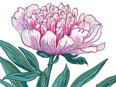 Pink peony